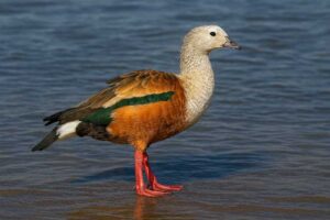 Image of a Orinoco Goose in its natural habitat