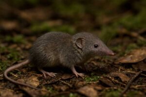 Image of a Palawan White-toothed Shrew in its natural habitat