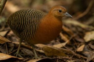 Image of a Rusty Tinamou in its natural habitat