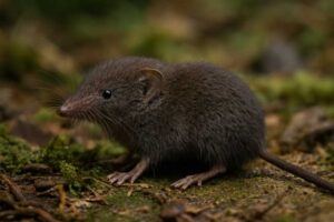 Image of a Salenski's Brown-toothed Shrew in its natural habitat