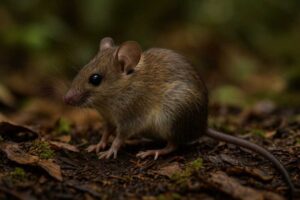 Image of a Small Luzon Forest Mouse in its natural habitat