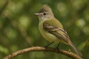 Image of a Southern Beardless Tyrannulet in its natural habitat