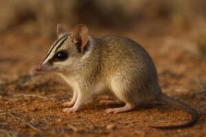 Image of a Stripe-faced Dunnart in its natural habitat