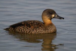 Image of a White-backed Duck in its natural habitat
