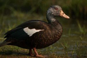 Image of a White-winged Duck in its natural habitat