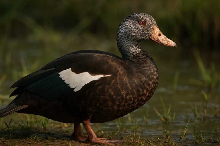 Image of a White-winged Duck in its natural habitat