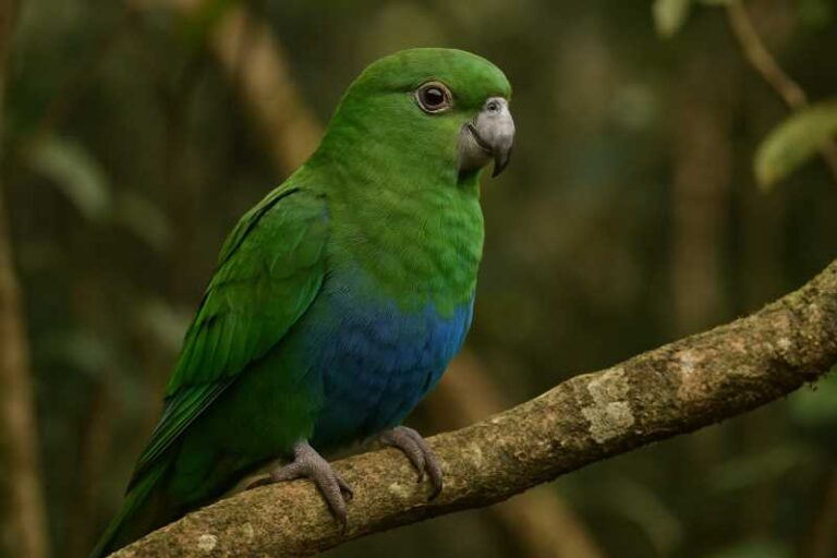 Image of a Blue-bellied Parrot in its natural habitat