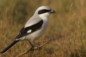 Image of a Chinese Grey Shrike in its natural habitat