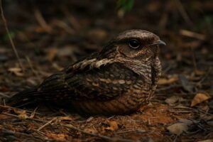 Image of a Cuban Nightjar in its natural habitat