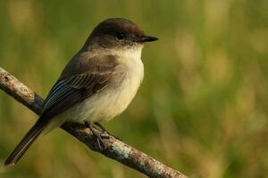 Image of a Eastern Phoebe in its natural habitat