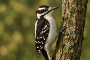 Image of a Hairy Woodpecker in its natural habitat