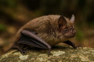 Image of a Hispaniolan Common Mustached Bat in its natural habitat