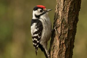 Image of a Lesser Spotted Woodpecker in its natural habitat