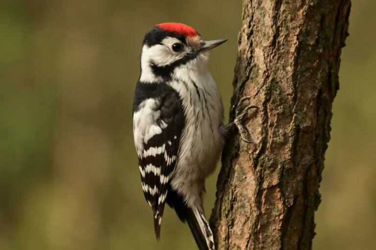 Image of a Lesser Spotted Woodpecker in its natural habitat