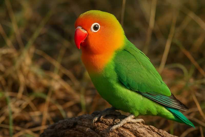 Image of a Lilian's Lovebird in its natural habitat