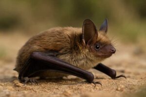Image of a Maghreb Myotis in its natural habitat