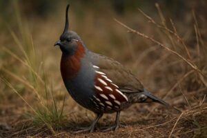 Image of a Mountain Quail in its natural habitat