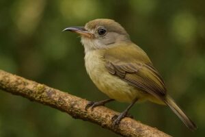Image of a Northern Bentbill in its natural habitat