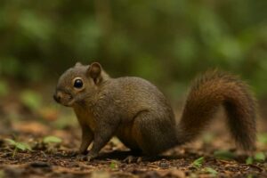Image of a Panamanian Dwarf Squirrel in its natural habitat