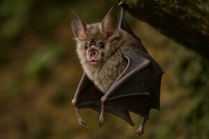 Image of a Pearson's Horseshoe Bat in its natural habitat
