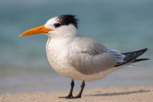 Image of a Royal Tern in its natural habitat