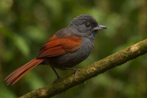 Image of a Slaty Spinetail in its natural habitat