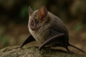 Image of a Thailand Roundleaf Bat in its natural habitat