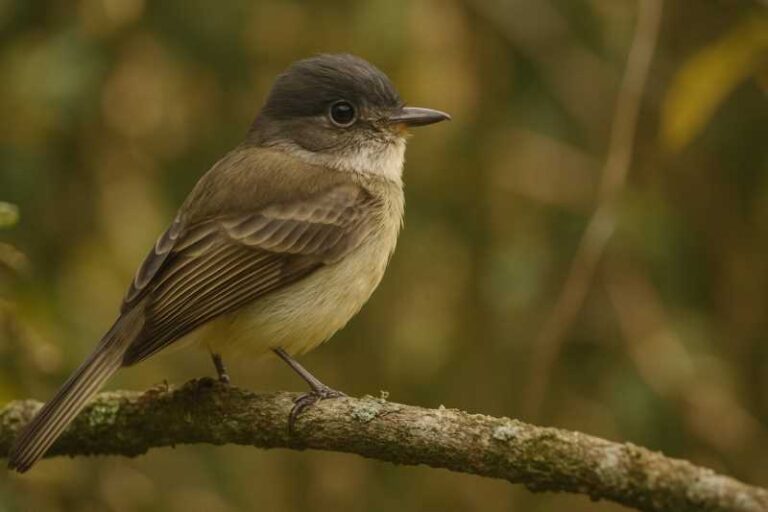 Image of a Unadorned Flycatcher in its natural habitat