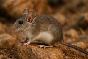 Image of a Yemen White-bellied Rocky Mouse in its natural habitat
