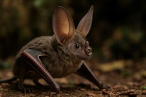 Image of a Big-eared Roundleaf Bat in its natural habitat