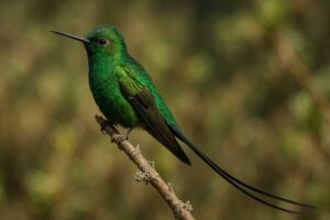 Image of a Black-tailed Trainbearer in its natural habitat