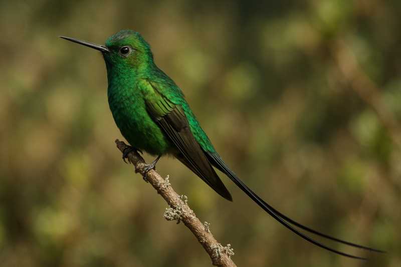 Image of a Black-tailed Trainbearer in its natural habitat