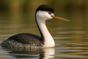 Image of a Clark's Grebe in its natural habitat