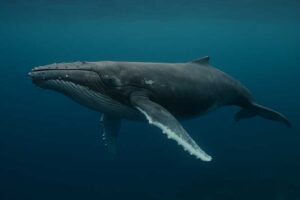 Image of a Humpback Whale in its natural habitat