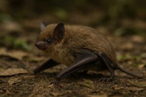Image of a Indochinese Whiskered Myotis in its natural habitat