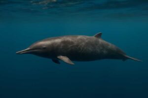Image of a Least Beaked Whale in its natural habitat