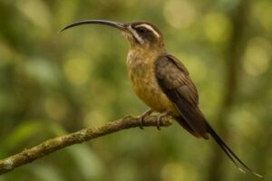 Image of a Long-tailed Hermit in its natural habitat