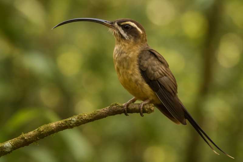 Image of a Long-tailed Hermit in its natural habitat
