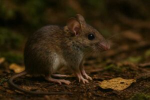 Image of a Northern Luzon Forest Mouse in its natural habitat