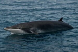 Image of a Omura's Whale in its natural habitat