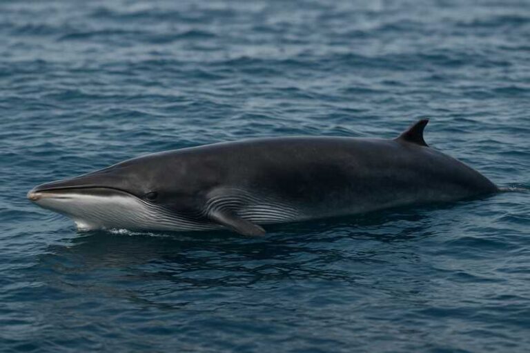 Image of a Omura's Whale in its natural habitat