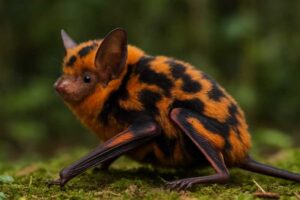 Image of a Painted Woolly Bat in its natural habitat