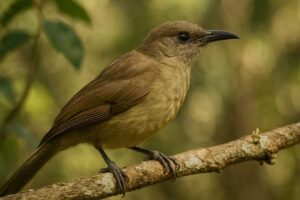 Image of a Plain Honeyeater in its natural habitat