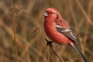Image of a Siberian Long-tailed Rosefinch in its natural habitat