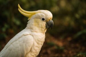 Image of a Yellow-crested Cockatoo in its natural habitat