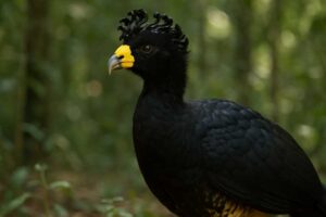 Image of a Yellow-knobbed Curassow in its natural habitat
