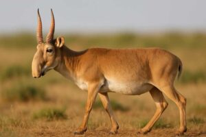 Image of a Saiga in its natural habitat