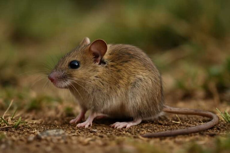 Image of a Kazbeg Birch Mouse in its natural habitat