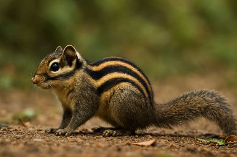 Image of a Swinhoe's Striped Squirrel in its natural habitat