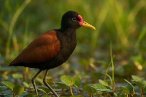 Image of a Wattled Jacana in its natural habitat
